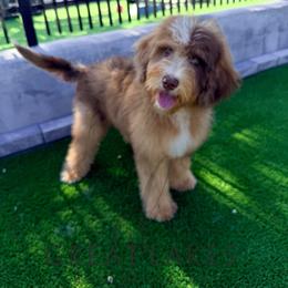 Audrey - Merle female Bernedoodle puppy in Baroda, Michigan from Great Lakes Bernedoodles