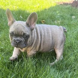 French Bulldog Puppies from Yellowstone Frenchies