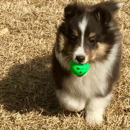 Shetland Sheepdog Puppies from September Morning Shelties