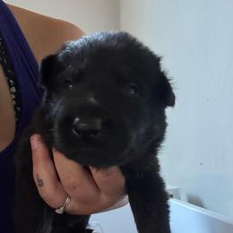 Linden - Bi-color male German Shepherd puppy in Salem, Virginia from Vom Kylohaus German Shepherds