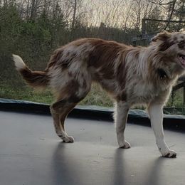 Border Collies from Shade Tree Border Collies