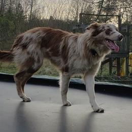 Border Collies from Shade Tree Border Collies
