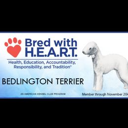 Bedlington Terrier puppies from Prismic Bedlington Terriers