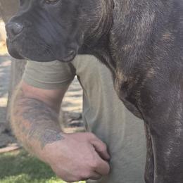 Cane Corso Puppies from Corso Empire