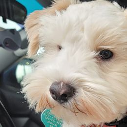 Loki - Miniature Schnauzer