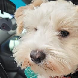 Loki - Miniature Schnauzer