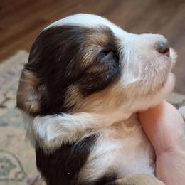 Brandy - Liver female Miniature Schnauzer puppy in Clemmons, North Carolina from Schnauzer Snobs