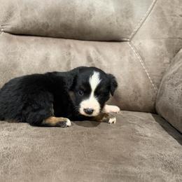 Rachel - Black tri female Miniature Australian Shepherd puppy in Oronogo, Missouri from Dutton's Show Me Farms