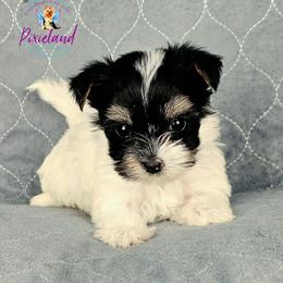Penelope - Parti female Yorkshire Terrier puppy in Santa Clarita, California from Pixieland Yorkshire Terriers