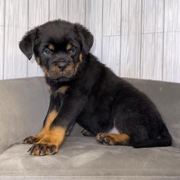 Green girl - Black and mahogany female Rottweiler puppy in Reno, Nevada from Vom Haus Flores