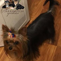 Malick - Yorkshire Terrier