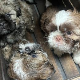 Shih Tzus from Glass City Shih Tzu