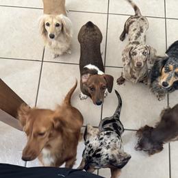 Dachshund Puppies from Rolling9dachshunds