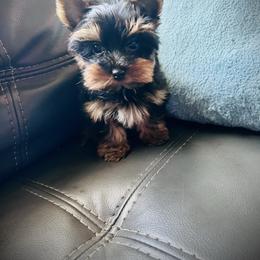 Mochi - Black and tan male Yorkshire Terrier puppy in Ocala, Florida from Top Notch Pupz