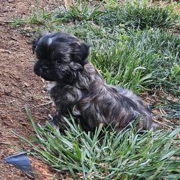 Shih Tzu Puppies from Shih Tzu's of Antioch