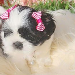 Chikis - Red and white female Shih Tzu puppy in Kennewick, Washington from Tinytails
