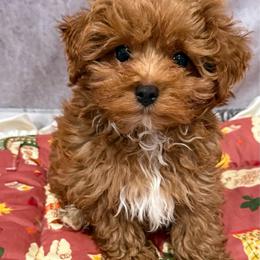 Cobalt boy - Red male Maltipoo puppy in San Diego, Temecula, Ontario, California from Yorkie & Maltese Royalty