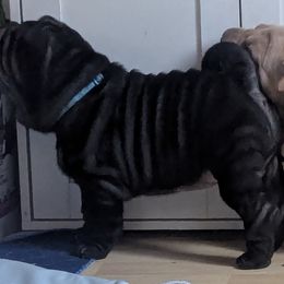 Eihpos Cherry - Black female Chinese Shar-Pei puppy in Roseburg, Oregon from Eihpos Shar-Pei