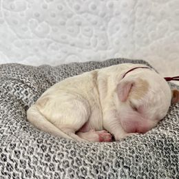 Cavapoo and Havapoo Puppies from Meadowlark Doodles