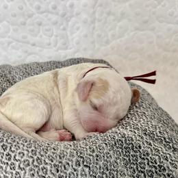 Cavapoo and Havapoo Puppies from Meadowlark Doodles