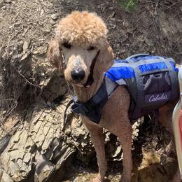 Pearl - Poodle