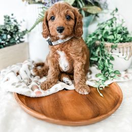 Rusty - Red male Cavapoo puppy in Pleasant Grove, Utah from Destination Doodles