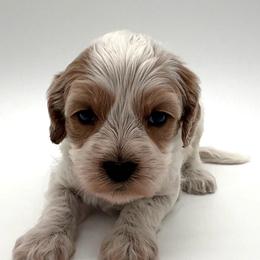 Ruby - Apricot female Australian Labradoodle puppy in Denton, Texas from Dignity Labradoodles