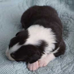 Australian Shepherd Puppies from Indigo Grove Aussies