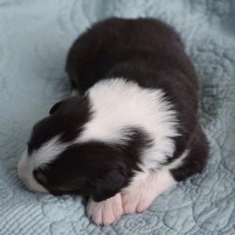 Australian Shepherd Puppies from Indigo Grove Aussies