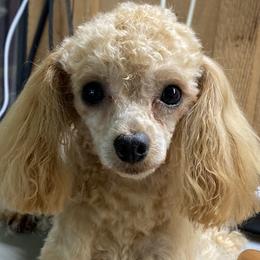 Axl - Poodle