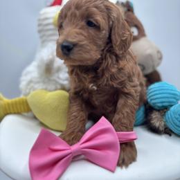 Bella - Apricot female Goldendoodle puppy in Creston, Ohio from Mini Doodles Dandy