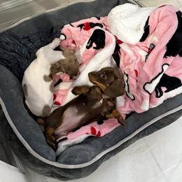 Dachshund Puppies from Weenie Land Miami