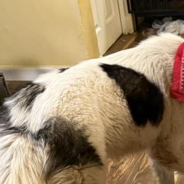 Siberian Huskies from Leanna Bartrum