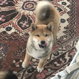 Taiyo - Shiba Inu