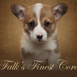 Falk's Finest Coral - Sable female Pembroke Welsh Corgi puppy in Marinette, Wisconsin from Falk's Finest Corgis