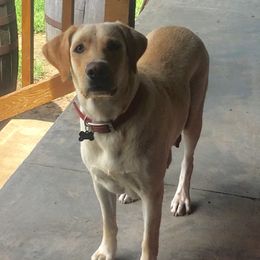 Labrador Retrievers from Forst Family Farms
