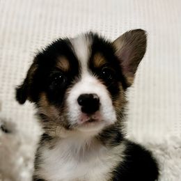Cupid - Black and tan Pembroke Welsh Corgi puppy in Inola, Oklahoma from Pine Lane Pembrokes