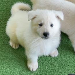 Fred - White male German Shepherd puppy in Yuba City, California from Barton’s German Shepherds