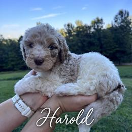 Harold - Chocolate merle male Bernedoodle puppy in Julian, Pennsylvania from Happy Valley Doodles