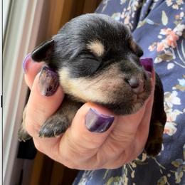 Sadie - Black and silver female Miniature Schnauzer puppy in Hull, Georgia from Ardent Miniature Schnauzers of Athens