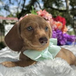 Luca - Wire coat - Red male Dachshund puppy in Lakeland, Florida from Elite Doxies Florida