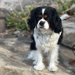 Lucy - Cavalier King Charles Spaniel
