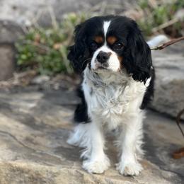 Lucy - Cavalier King Charles Spaniel