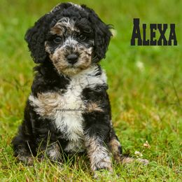 Alexa - Merle female Labradoodle puppy in Saint Cloud, Minnesota from Grace Kennel