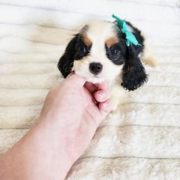 Bonita - Tri-color female Cavalier King Charles Spaniel puppy in Wilburton, Oklahoma from My Kids Kennel
