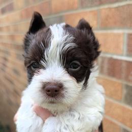 Jack - Parti male Yorkshire Terrier puppy in Gaylesville, Alabama from Sweet Alabama Yorkies