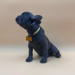 Mariah - Blue female French Bulldog puppy in San Diego, California from Forbes List Frenchies
