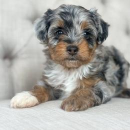 Notebook📒 - Blue merle female Aussiedoodle puppy in Granbury, Texas from Triple Cross Doodles