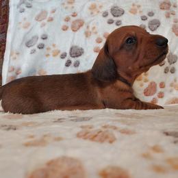 Cocoa Puff - Red female Dachshund puppy in Memphis, Texas from Weiner Warriors