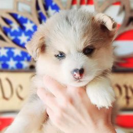 Lunala - Merle Pomsky puppy in Sumter, South Carolina from Emerald Skies Pomskies